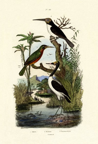 Jabiru, 1833-39 av French School